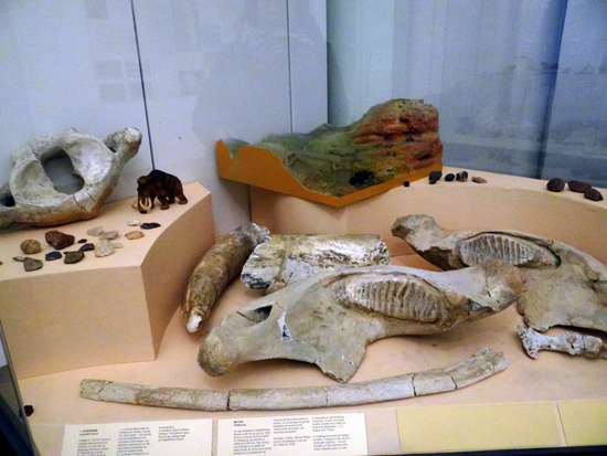 Fósseis de animais da Pré-história encontrados na região